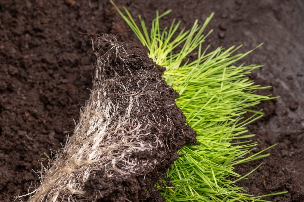 An underside example of a grass root system similar to the one our net wraps work to foster for sod farmers.