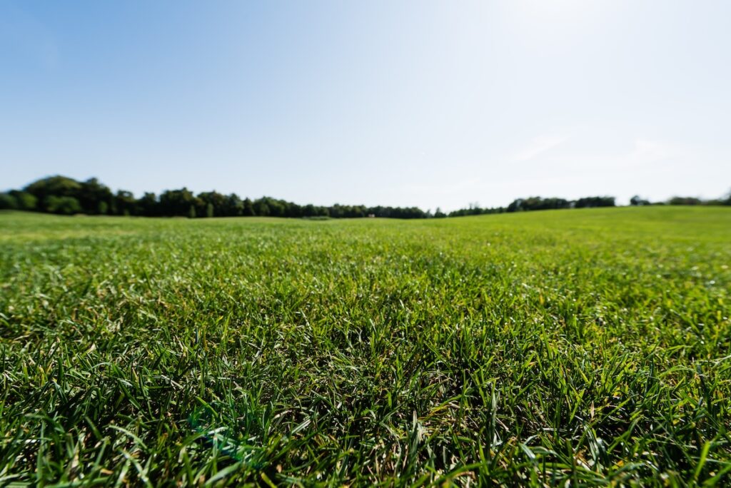 An example of a sod field ready to cut, roll and ship to a trusted turf installer.