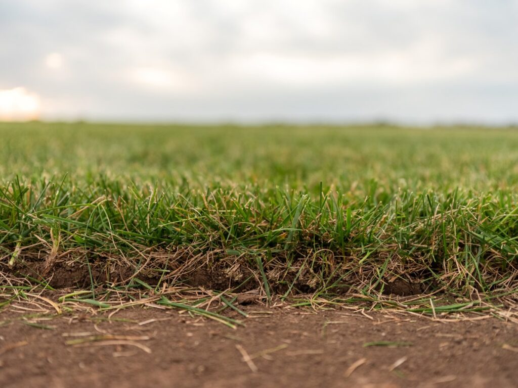 A side view of cut sod still on the ground in a field. This is something that you see during the harvesting phase of sod farming.